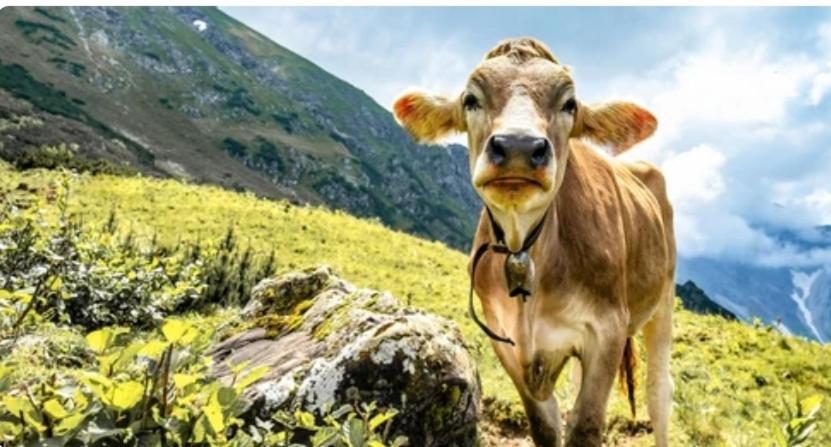Ferienwohnung Weber Alpenglueck Lechbruck Exteriör bild